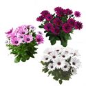 Bild von Osteospermum P12 Divers